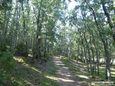 Vuelta al Senderismo-Valle Lozoya; vacaciones en junio fotos baqueira beret madera tejo ruta montaña